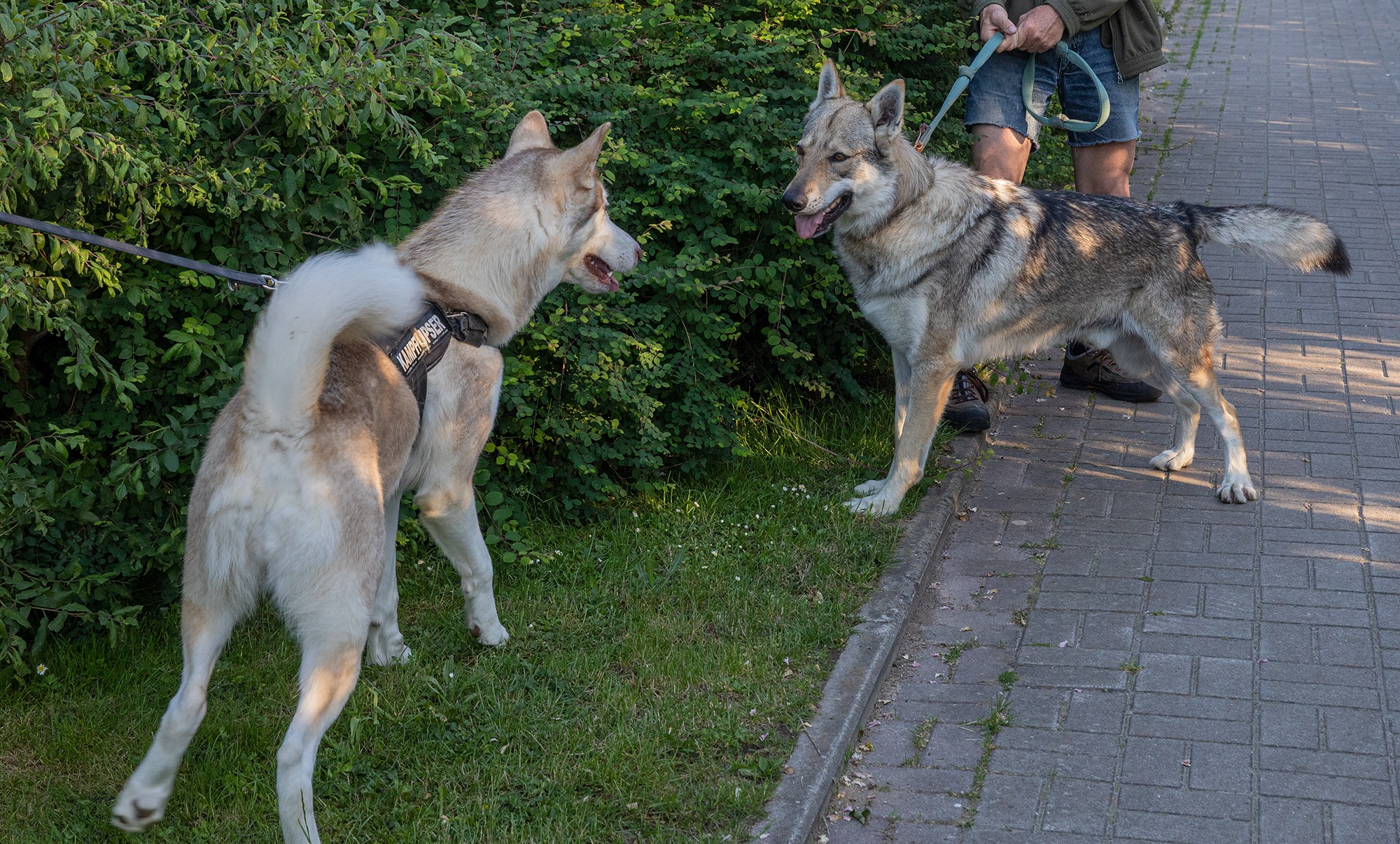 Laila und der Wolf - Ich wähle die Tierschutzpartei!